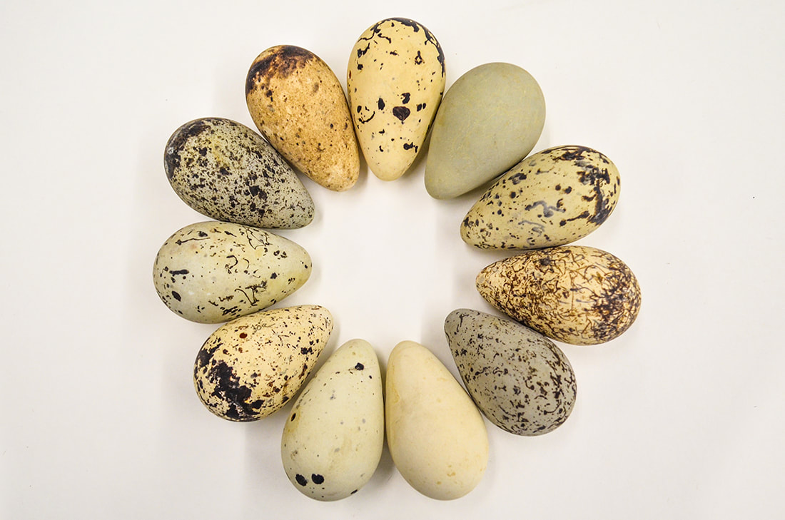 Bird eggs arranged in a wreath-like pattern to illustrate the diversity of avian egg coloration.
