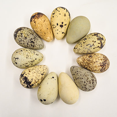 Beautifully colored wild bird eggs arranged in the pattern of a wreath
