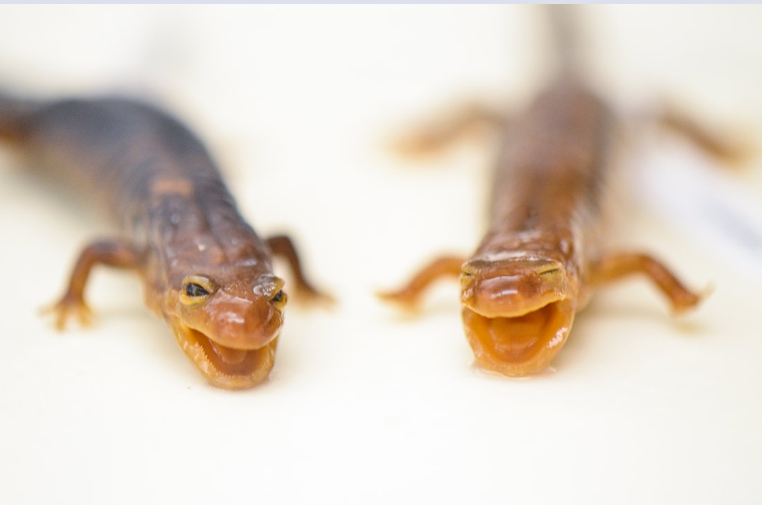 Two preserved salamanders, lying side-by-side and facing the viewer.