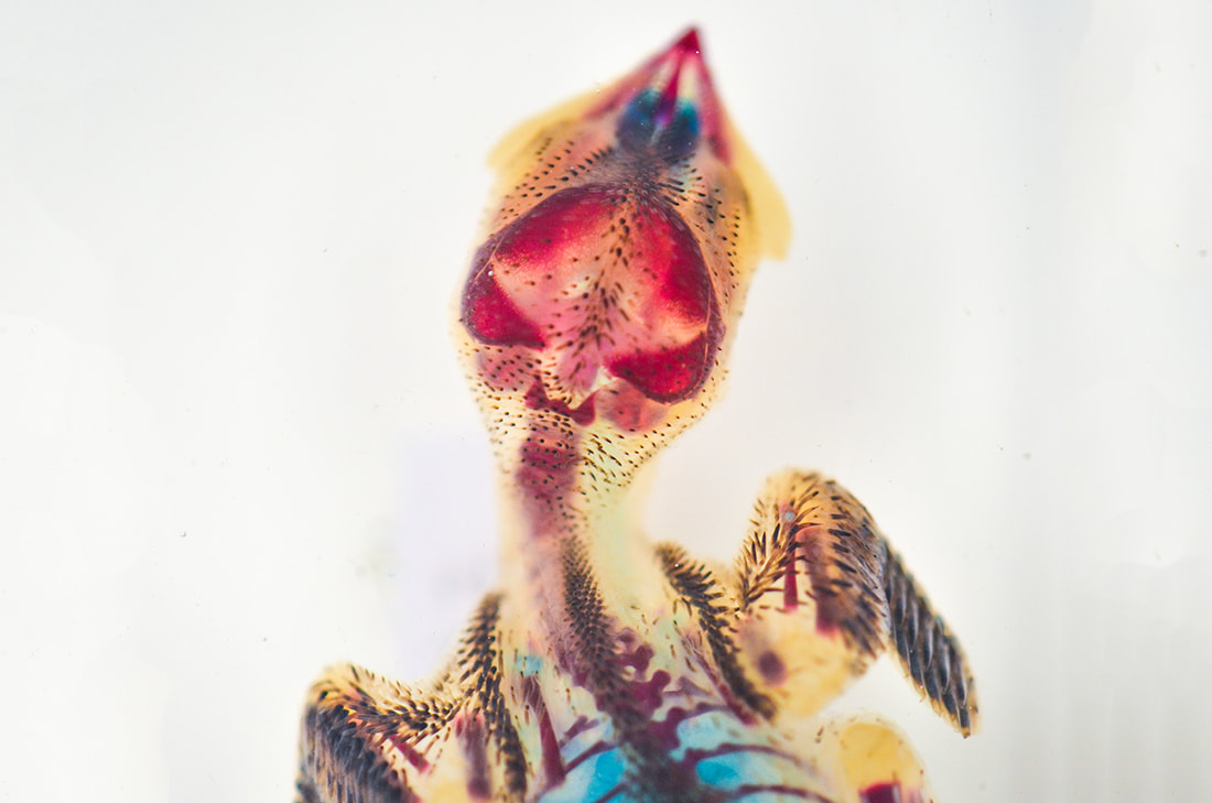 A cleared and stained bird chick
