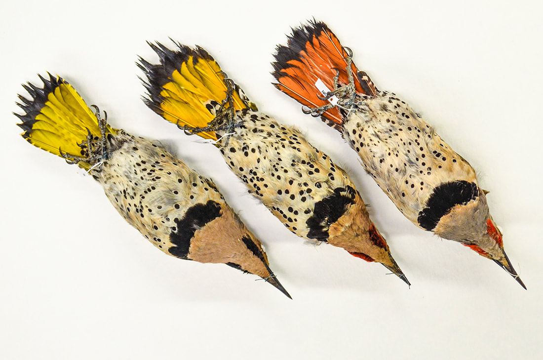 Three skins showing the diversity of Flickers