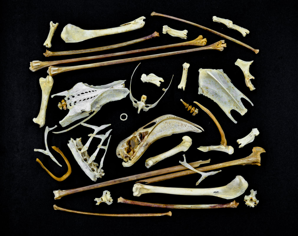 An assortment of avian bones arranged on a black background