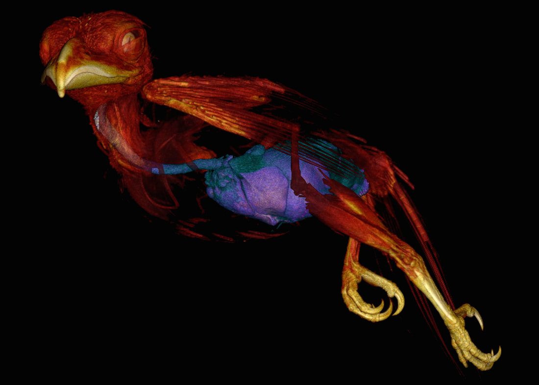Computerized tomography scan of a bird with colors that show different organs and structures