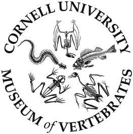 Cornell Museum of Vertebrates logo with writing arranged in a circle that surrounds skeletal vertebrates