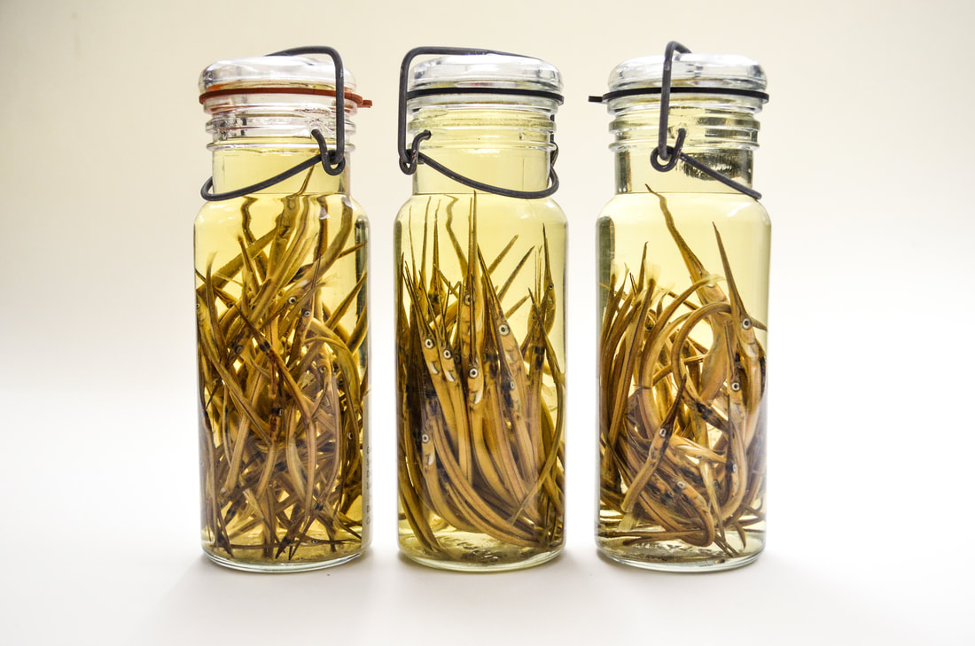 Mason-type sample jars filled with fish specimens in liquid preservative.