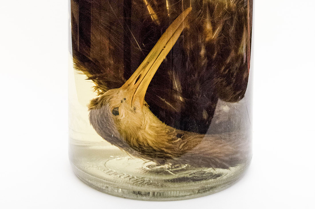 Whole bird, preserved in a jar