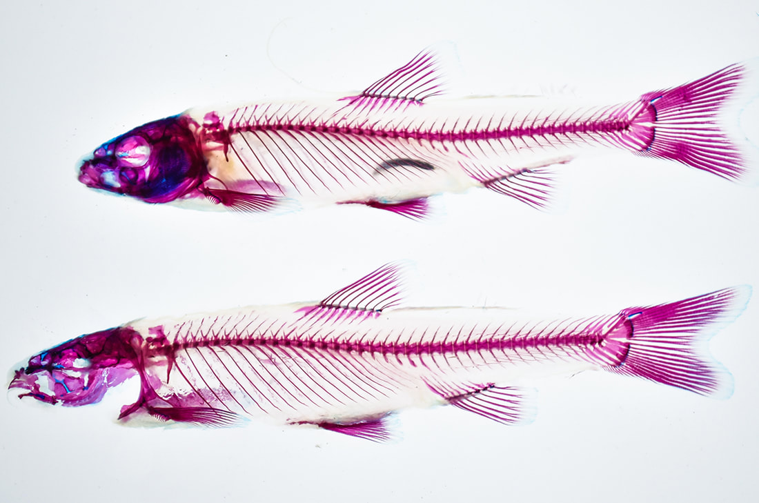 Cleared and stained fish skeletons