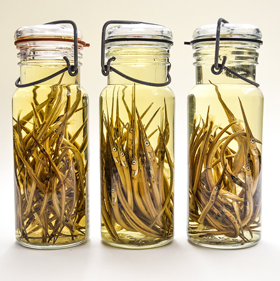Three mason jars filled with fish in preservative
