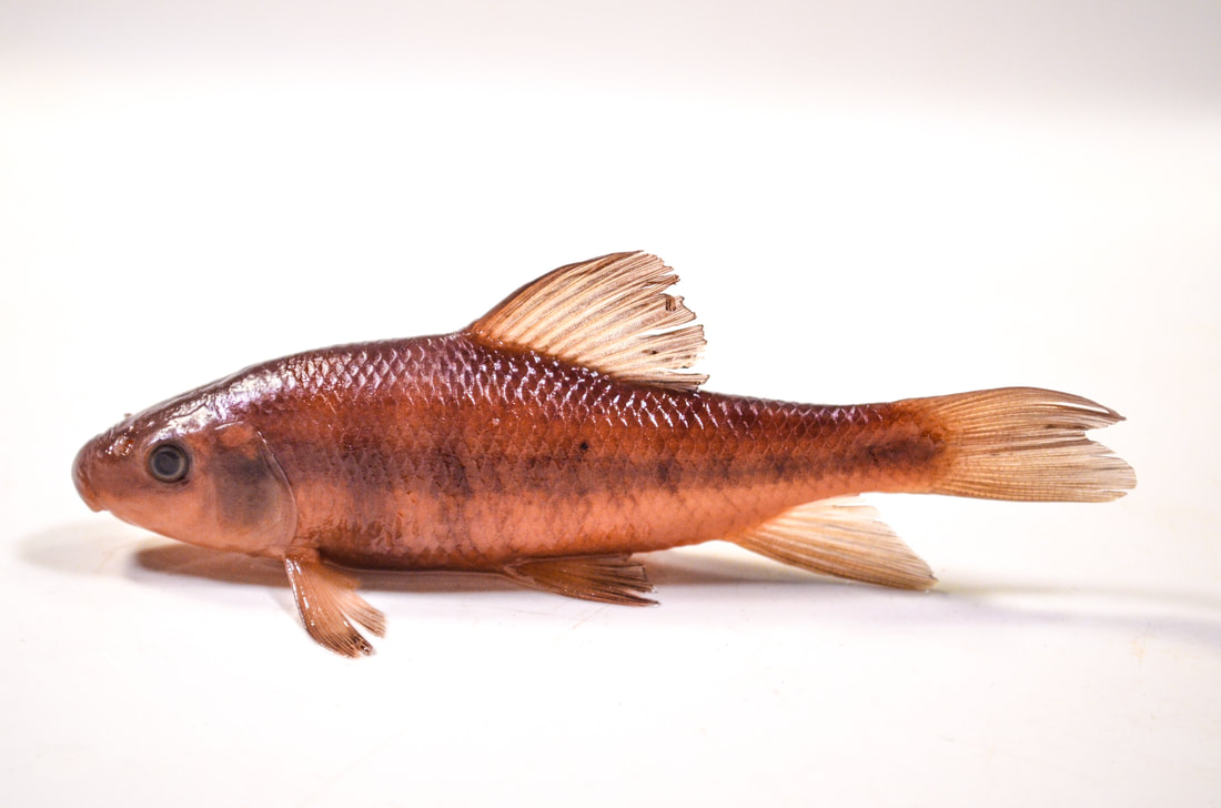 A whole preserved fish on a white background