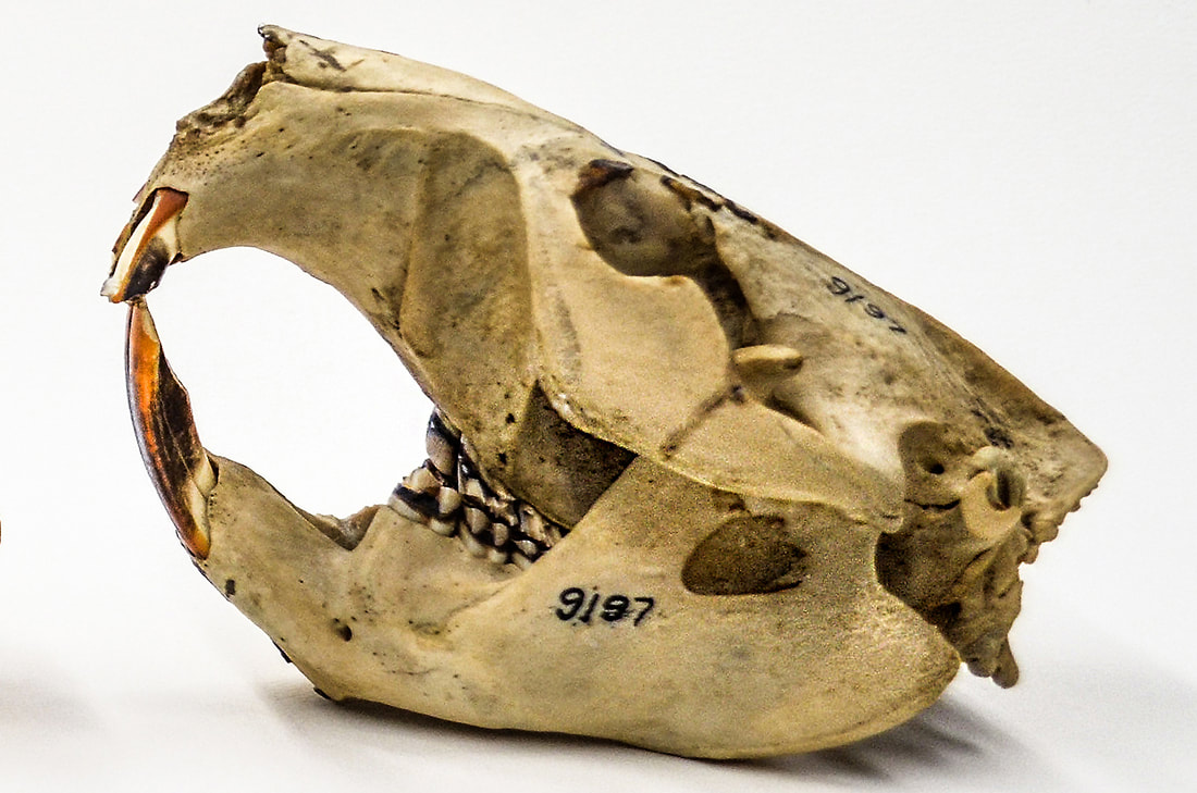 Side-view of a mammal skull.