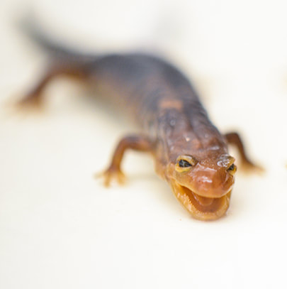 Preserved, whole salamander on a white background