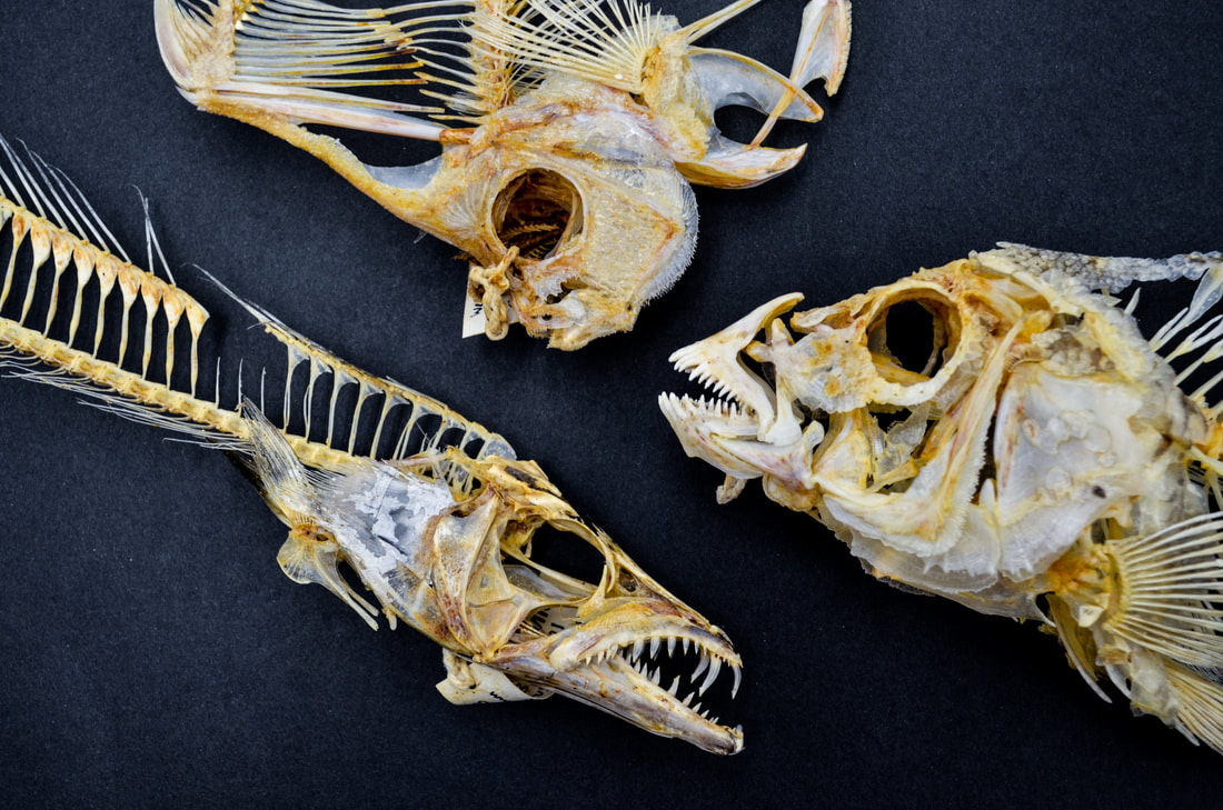 Fish skeletons lying on a black background