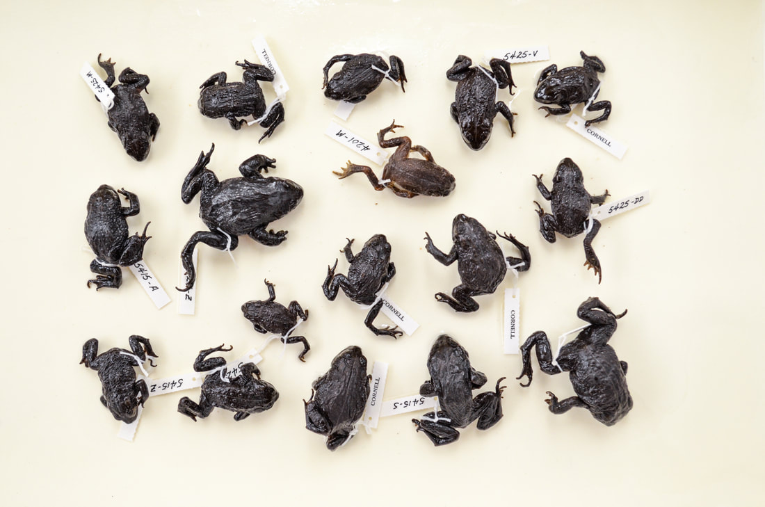 A group of 17 preserved, whole frogs of varying sizes arranged on a white background