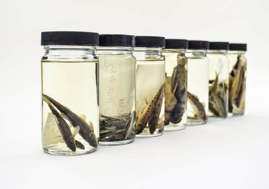 Clear sample jars arranged in a row, each containing preserved fish specimens