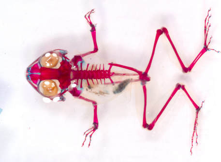 A clear and stained frog skeleton