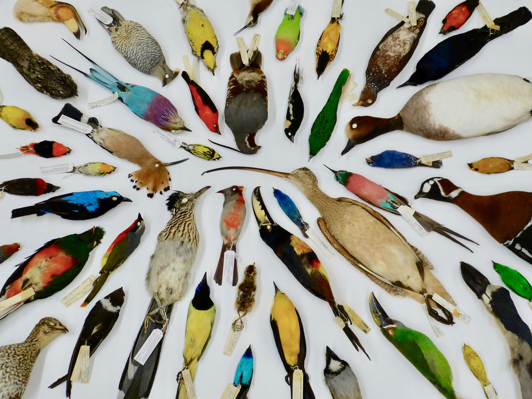 An assortment of bird skins arranged in a circle on a white background including goatsucker, hornbill, merganser, falcon, aracari, spoonbill, hummingbird, warbler and other passerines